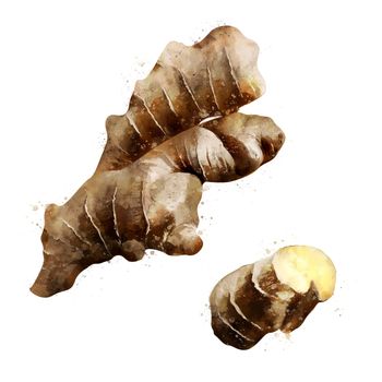 Ginger, isolated illustration on a white background