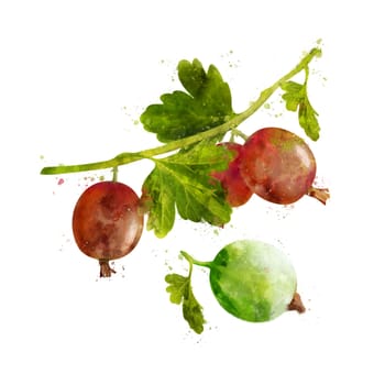 Gooseberry, isolated hand-painted illustration on a white background