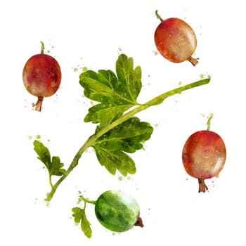 Gooseberry, isolated hand-painted illustration on a white background