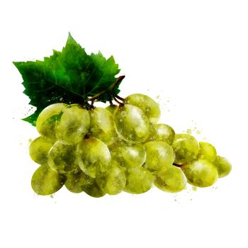 Green grapes, isolated hand-painted illustration on a white background