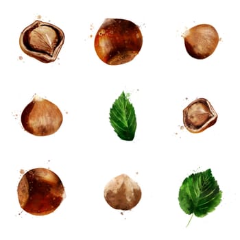 Hazelnut,, isolated illustration on a white background