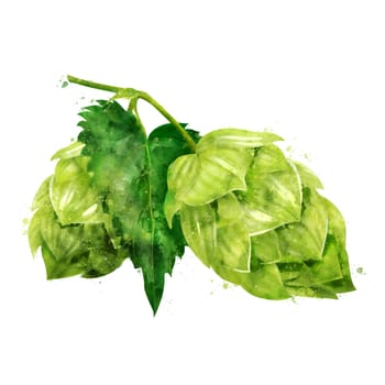 Hop, isolated illustration on a white background