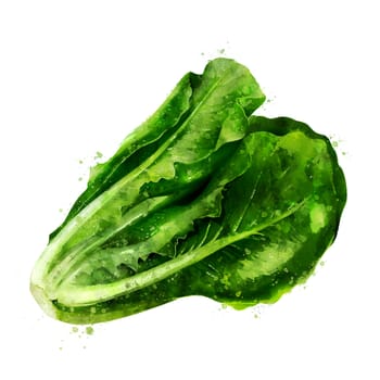 Lettuce, isolated illustration on a white background