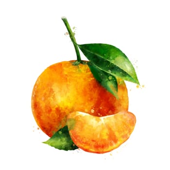 Mandarin, isolated hand-painted illustration on a white background