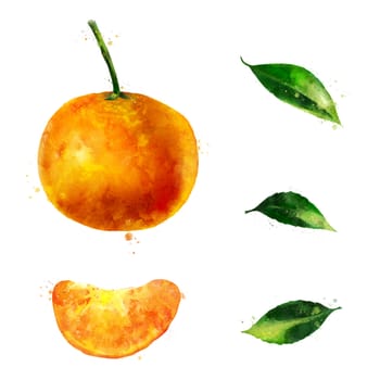 Mandarin, isolated hand-painted illustration on a white background