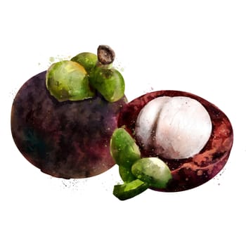 Mangosteen, isolated illustration on a white background