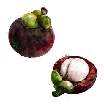 Mangosteen, isolated illustration on a white background