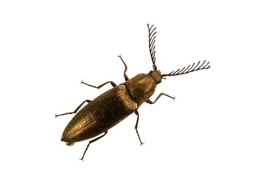 Click beetle (Ctenicera pectinicornis) isolated on a white background