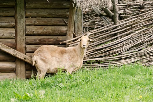 Portrait of a white goat in a old village