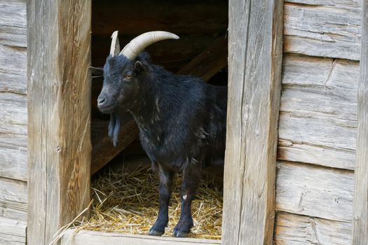 Portrait of black goat in a old village