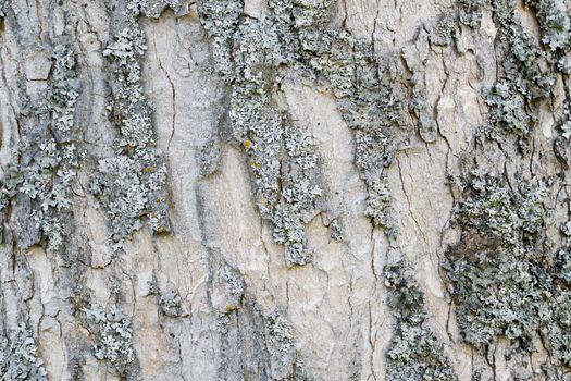 Abstract old wood tree bark texture background. Closeup of tree bark