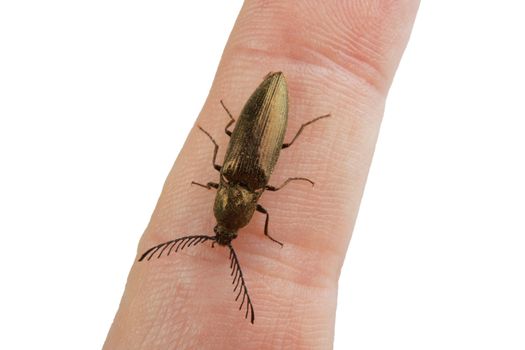 Click beetle (Ctenicera pectinicornis) isolated on a white background