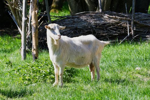 Close-up portrait of white adult goat grassing on green summer meadow field at village countryside