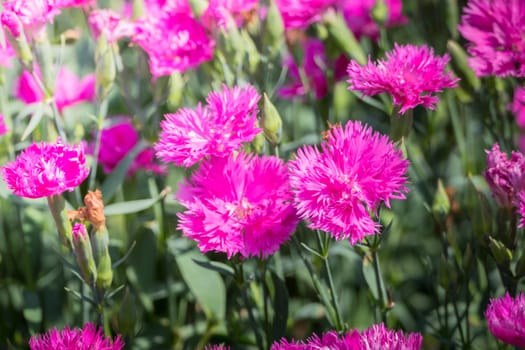 The background image of the colorful flowers, background nature