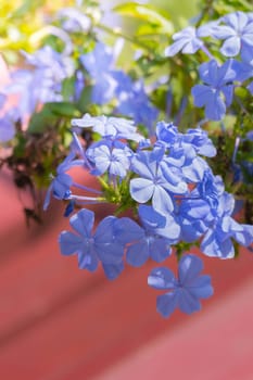 The background image of the colorful flowers, background nature