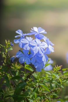 The background image of the colorful flowers, background nature