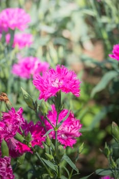 The background image of the colorful flowers, background nature