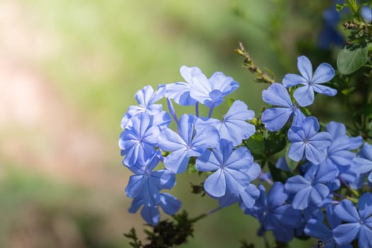 The background image of the colorful flowers, background nature