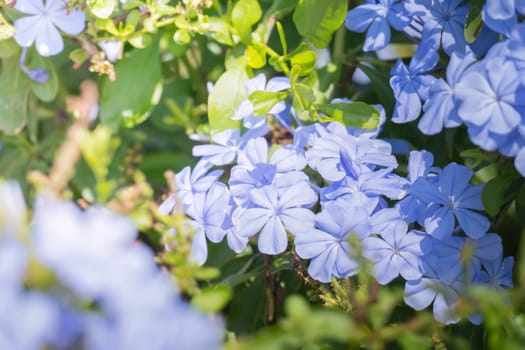 The background image of the colorful flowers, background nature