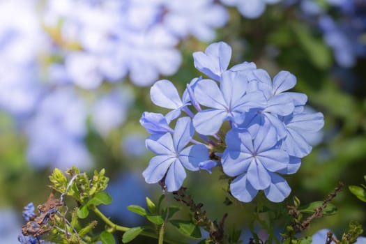 The background image of the colorful flowers, background nature