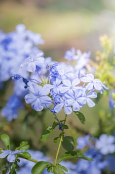 The background image of the colorful flowers, background nature