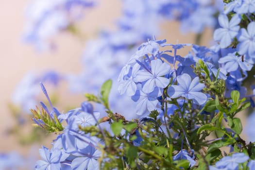 The background image of the colorful flowers, background nature