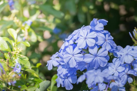 The background image of the colorful flowers, background nature