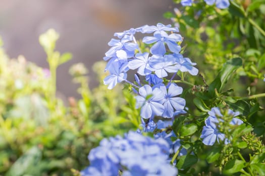 The background image of the colorful flowers, background nature