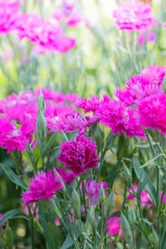 The background image of the colorful flowers, background nature