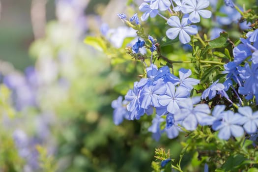 The background image of the colorful flowers, background nature