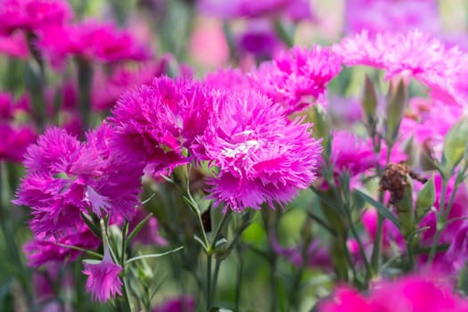 The background image of the colorful flowers, background nature