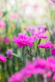 The background image of the colorful flowers, background nature