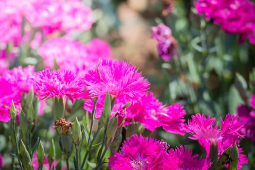 The background image of the colorful flowers, background nature