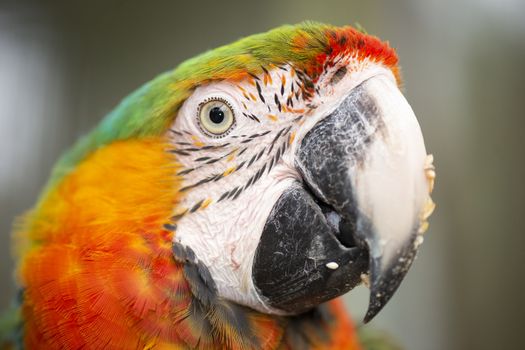 Close up of a large macaw bird during the day.