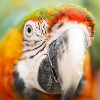 Close up of a large macaw bird during the day.