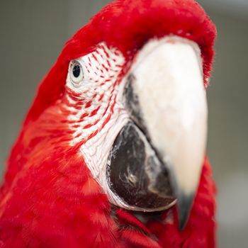Close up of a large macaw bird during the day.