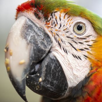 Close up of a large macaw bird during the day.