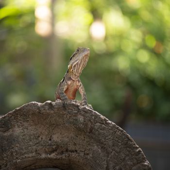 Water Dragon outside during the day time.
