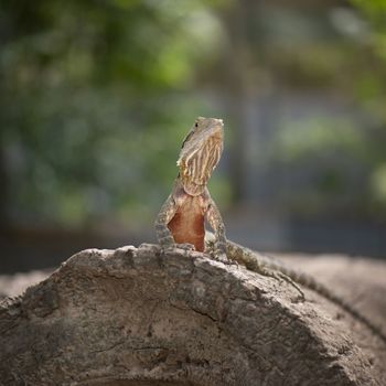 Water Dragon outside during the day time.