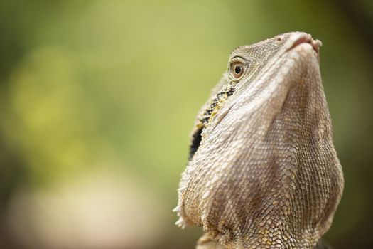 Water Dragon outside during the day time.