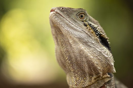 Water Dragon outside during the day time.