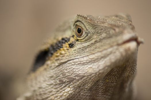 Water Dragon outside during the day time.