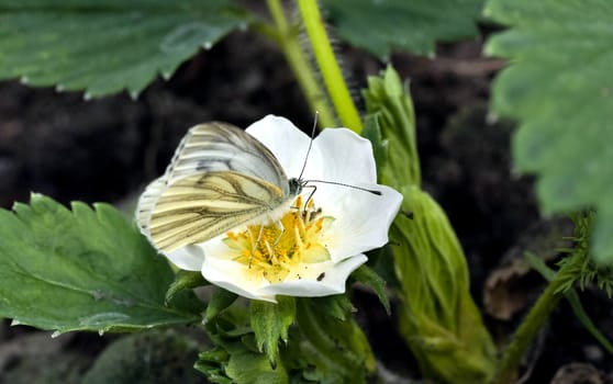 white butterfly sits on a flower just blossomed strawberries