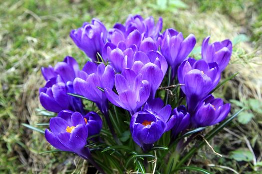 Row of Purple Crocus in Spring