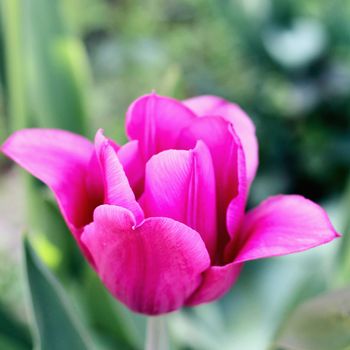 biautiful big pink lilac . photo. flowers spring