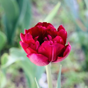 biautiful big red tulip. photo. flowers spring