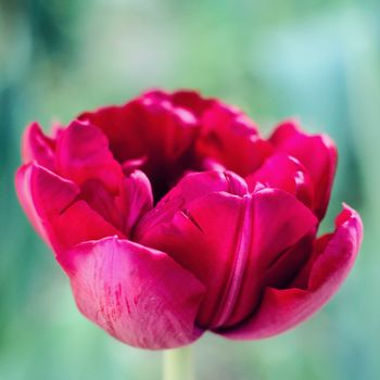 biautiful big red tulip. photo. flowers spring