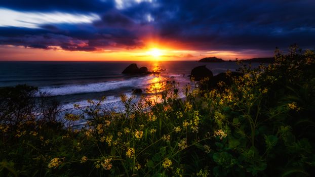 Flowers in the foreground of a beautiful sunset.