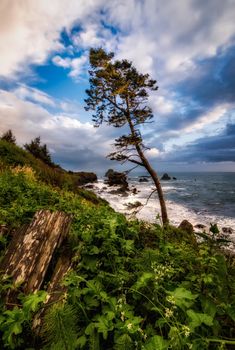 A single tree stands on the cliff above the Pacific Ocean during a beautiful sunset. Northern California, USA.