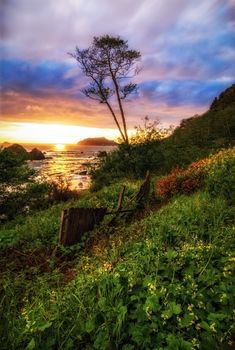 A single tree stands on the cliff above the Pacific Ocean during a beautiful sunset. Northern California, USA.